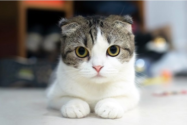 ねこ・ネコ・cat